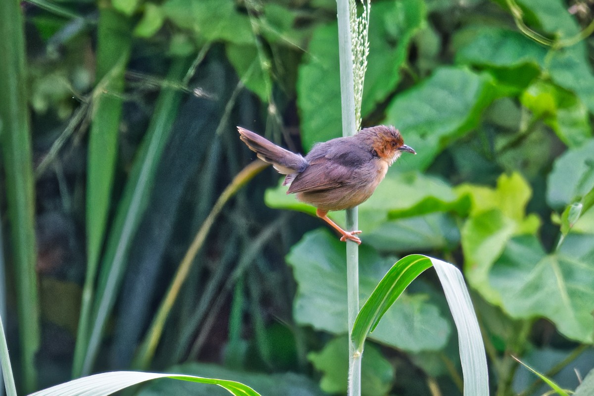 Red-faced Cisticola - ML623232544