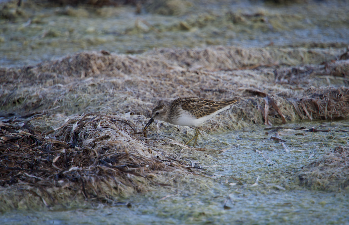 Least Sandpiper - Evan Farese