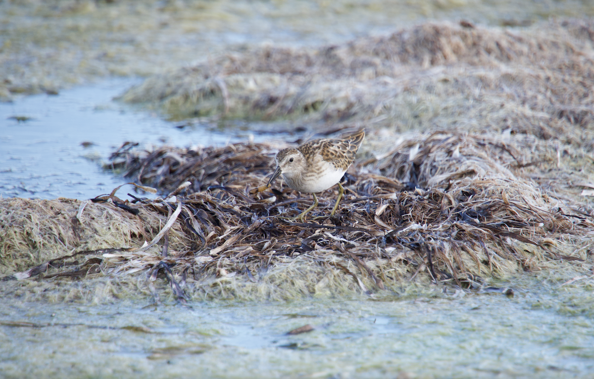 Least Sandpiper - Evan Farese