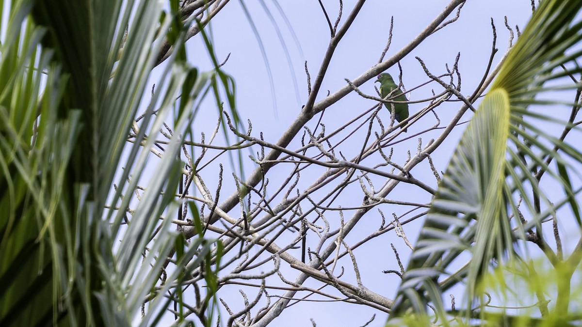 Yellow-bibbed Fruit-Dove - ML623232635