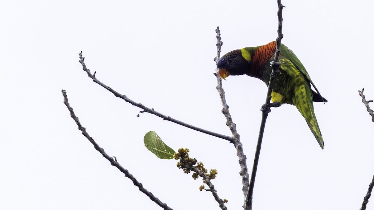 Coconut Lorikeet - Robert Tizard