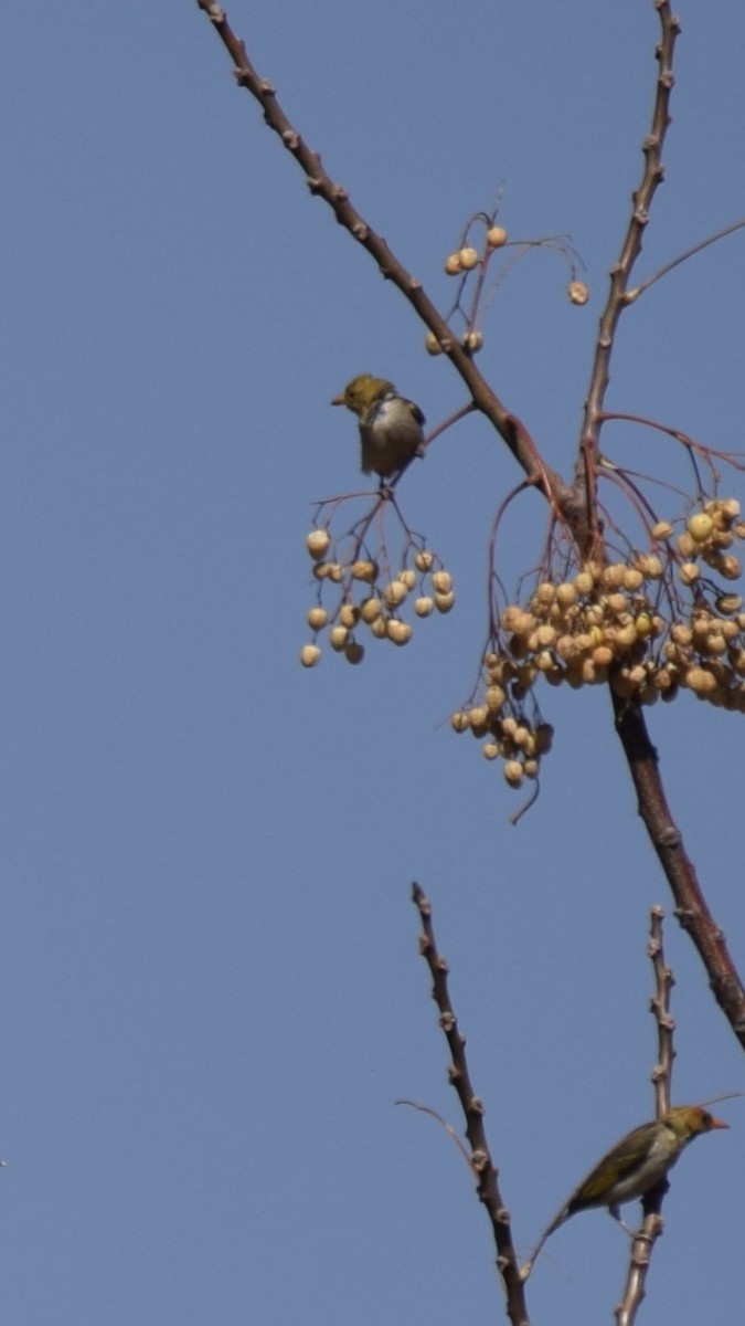 Red-headed Weaver - ML623232653