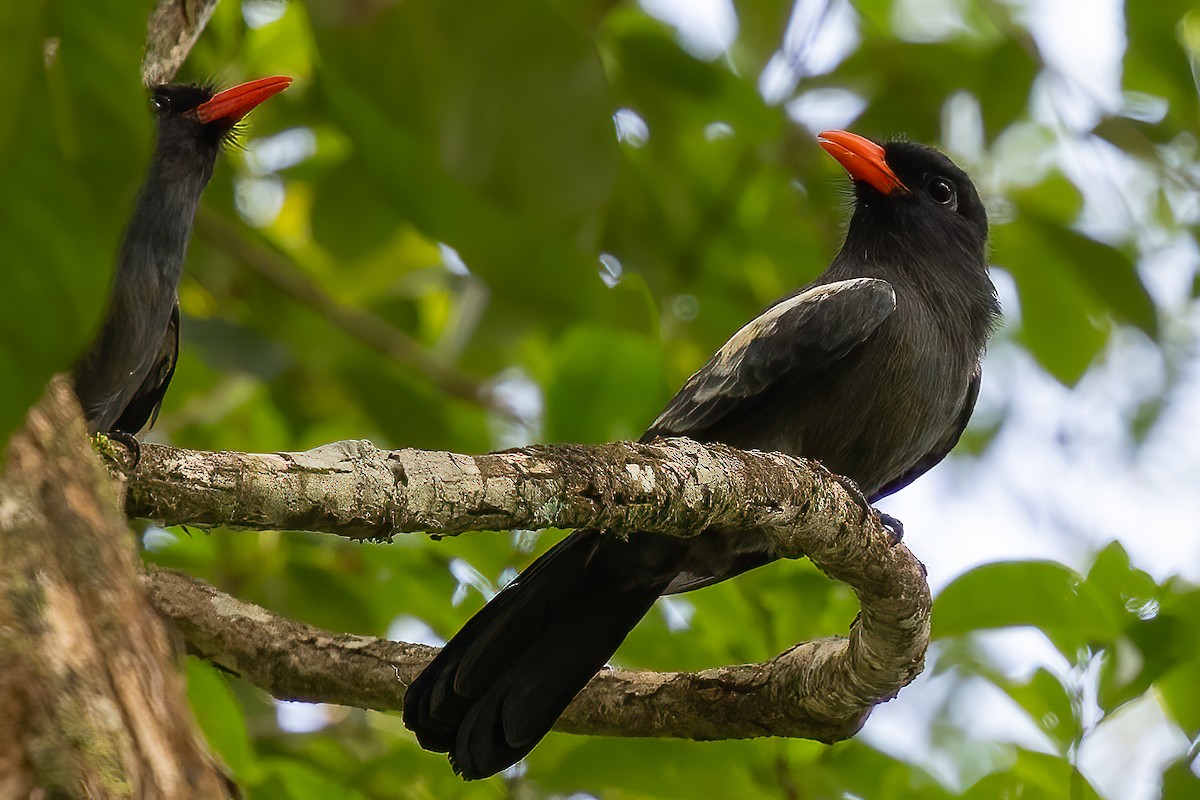 Black Nunbird - ML623232667