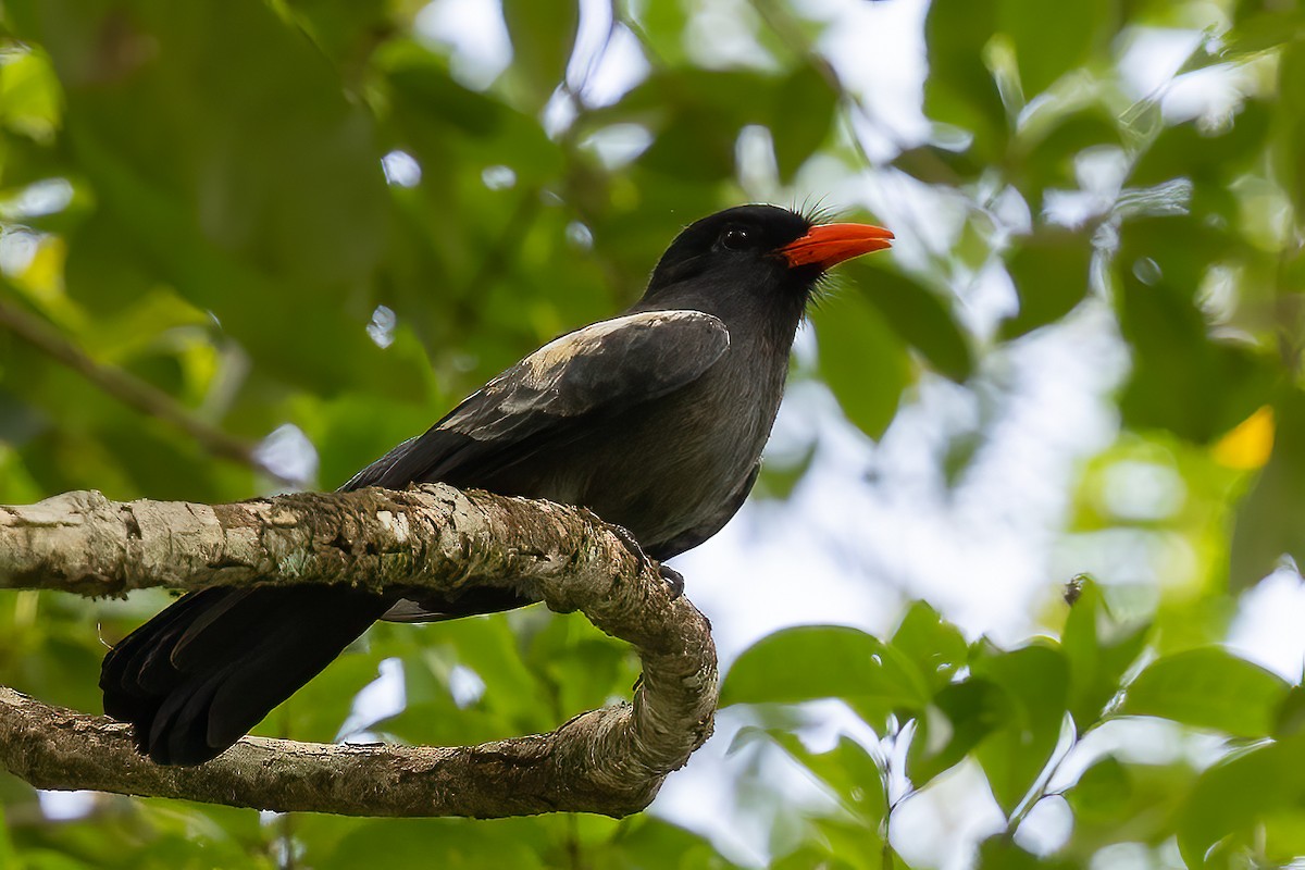 Black Nunbird - ML623232668