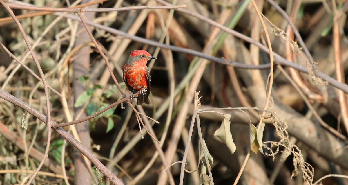 Vermilion Flycatcher (Austral) - ML623232677