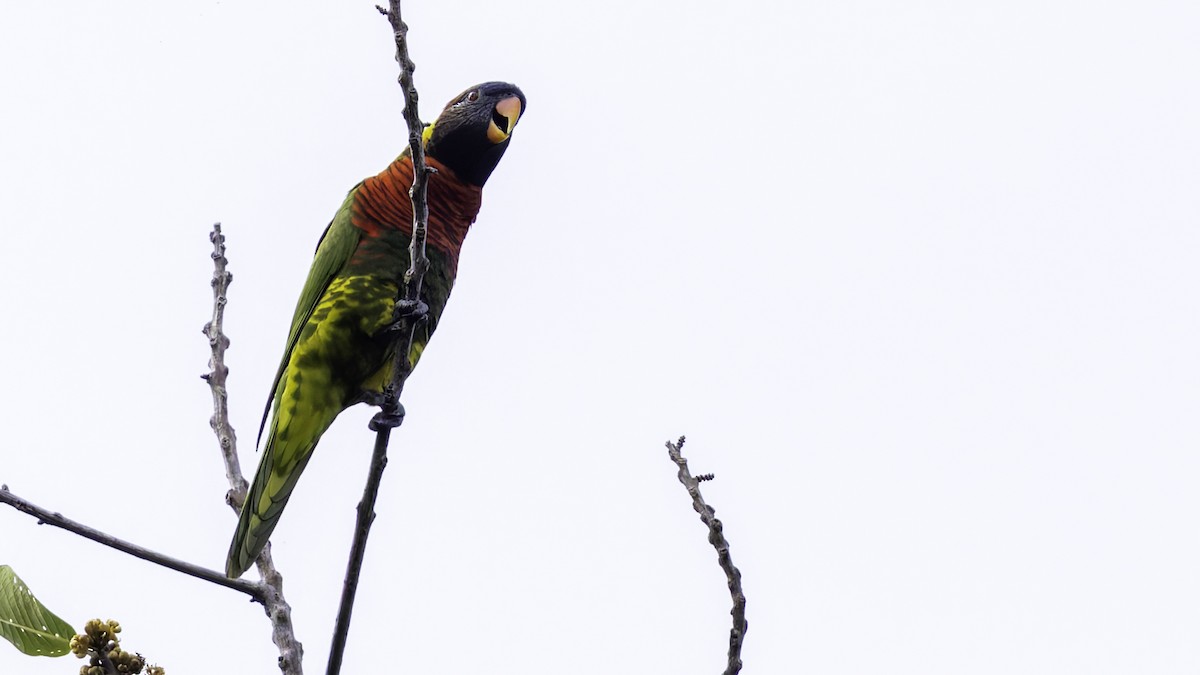 Coconut Lorikeet - ML623232679