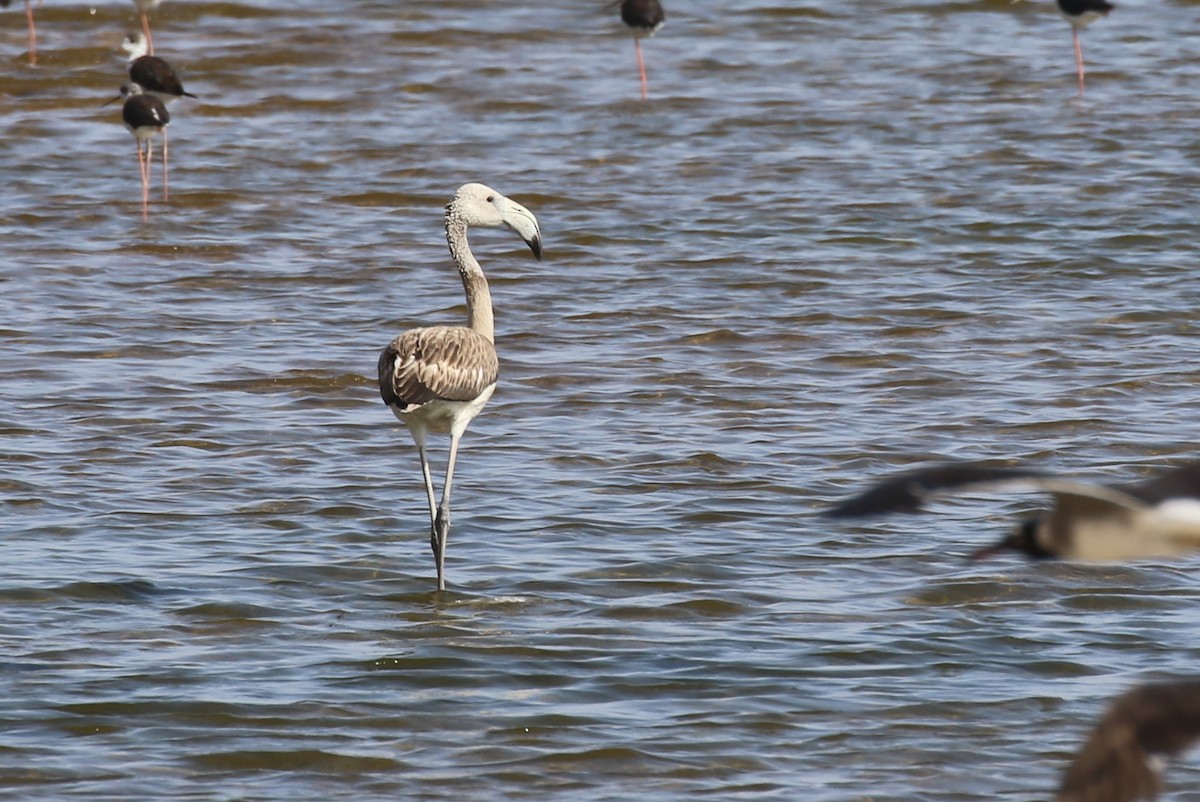 Greater Flamingo - ML623232680