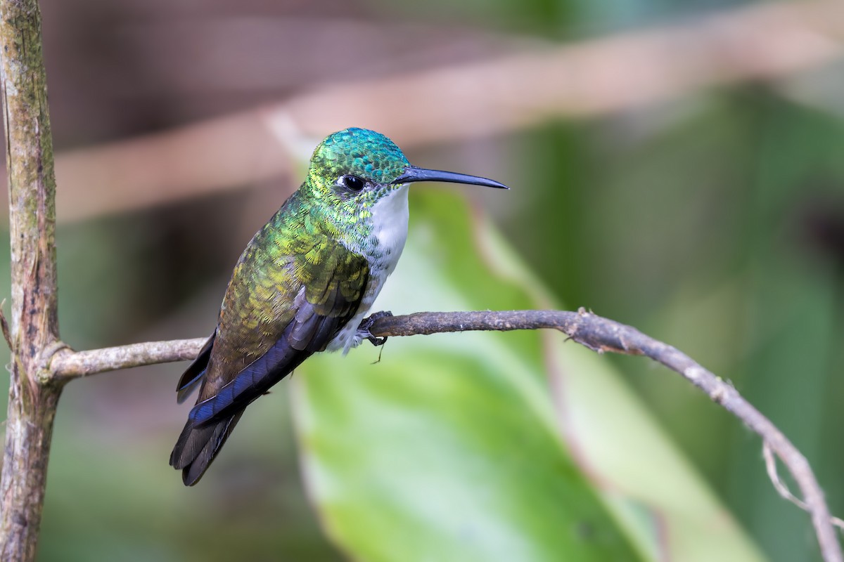 Andean Emerald - ML623232789