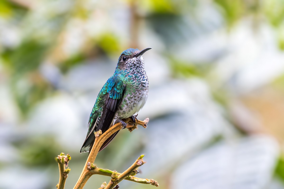 White-necked Jacobin - ML623232796