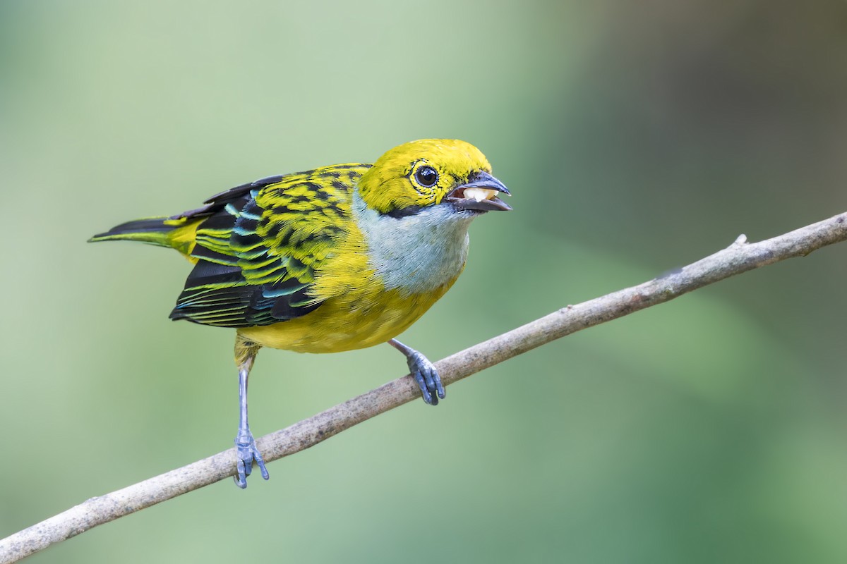 Silver-throated Tanager - ML623232800