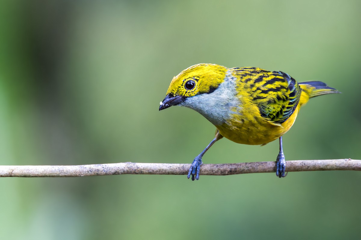 Silver-throated Tanager - ML623232801