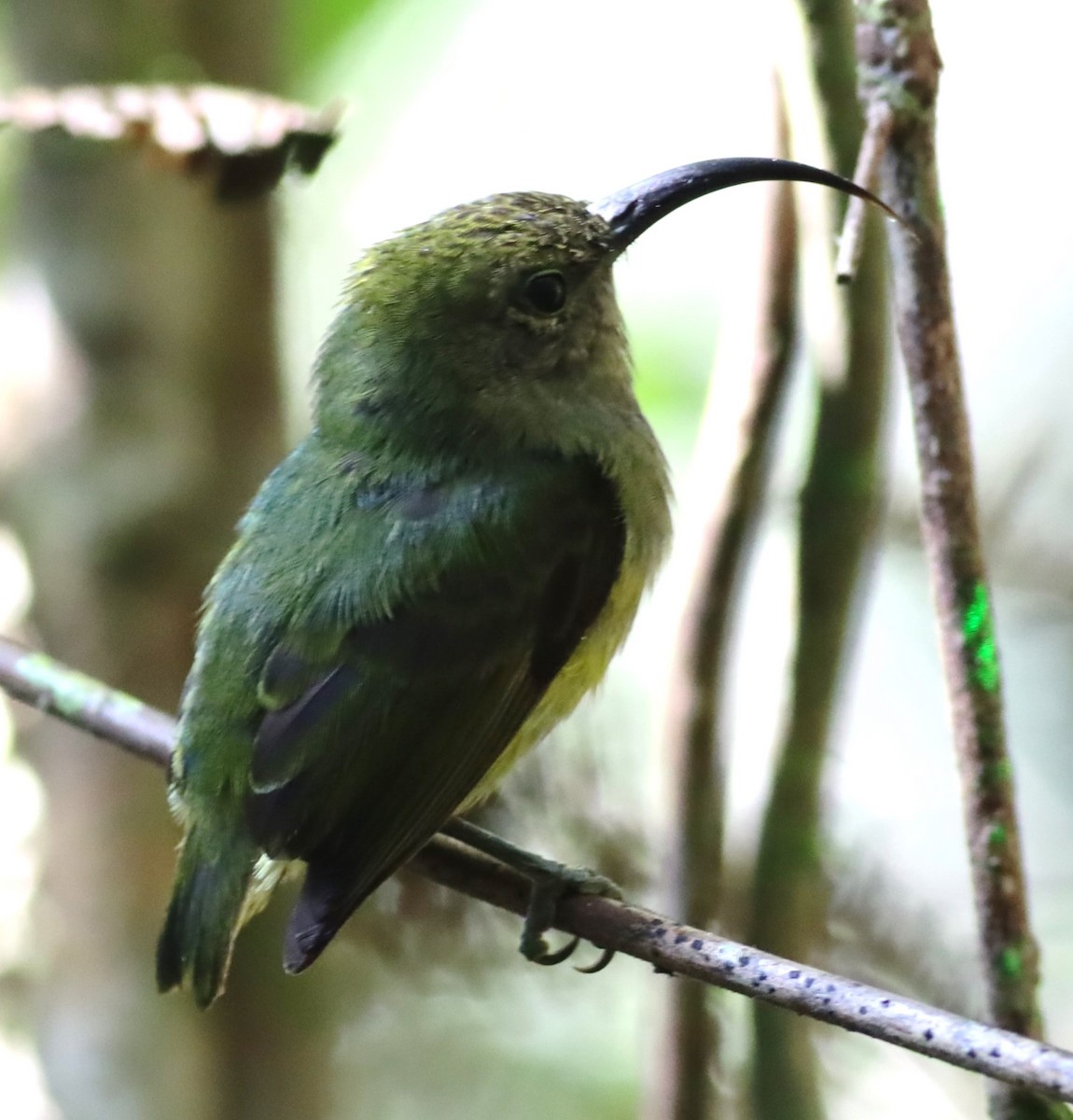 Yellow-bellied Sunbird-Asity - ML623232802