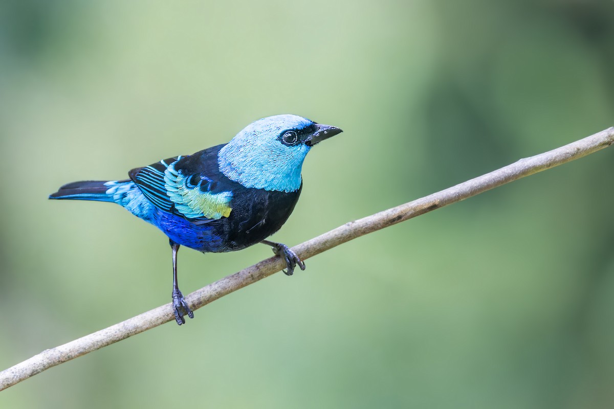 Blue-necked Tanager - ML623232807