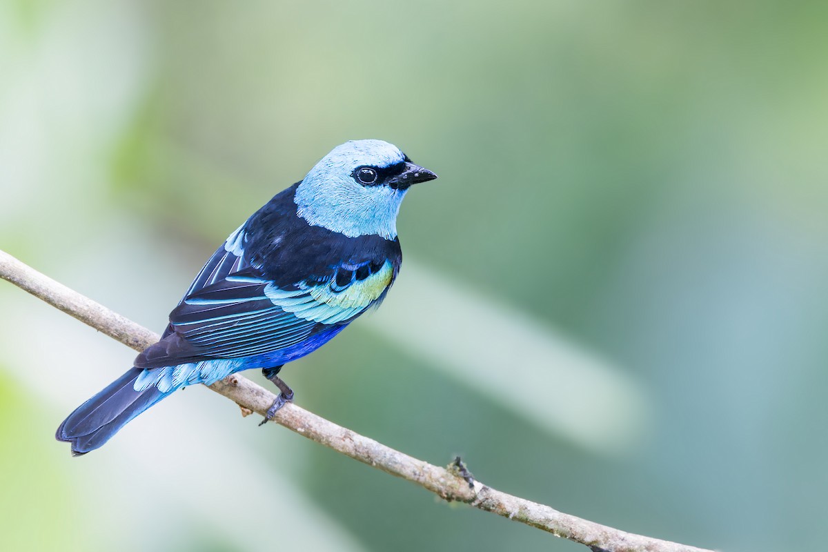 Blue-necked Tanager - ML623232809