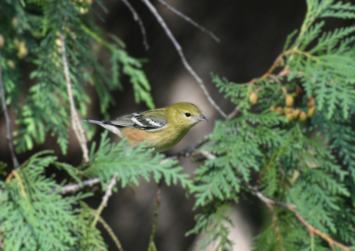 Bay-breasted Warbler - ML623232811