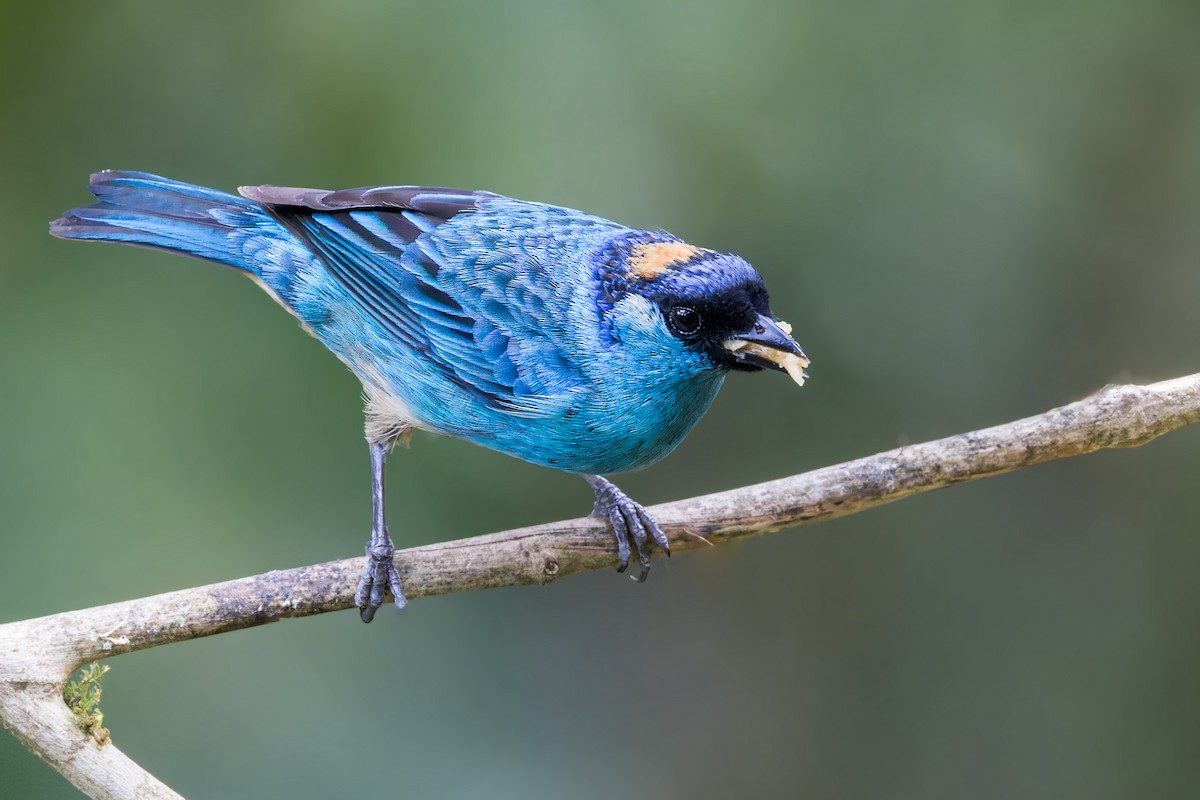 Golden-naped Tanager - ML623232814