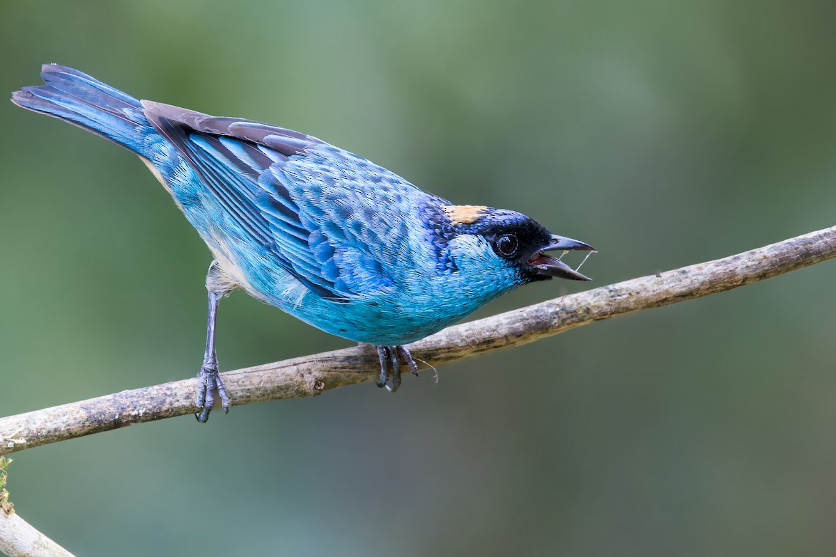 Golden-naped Tanager - ML623232815