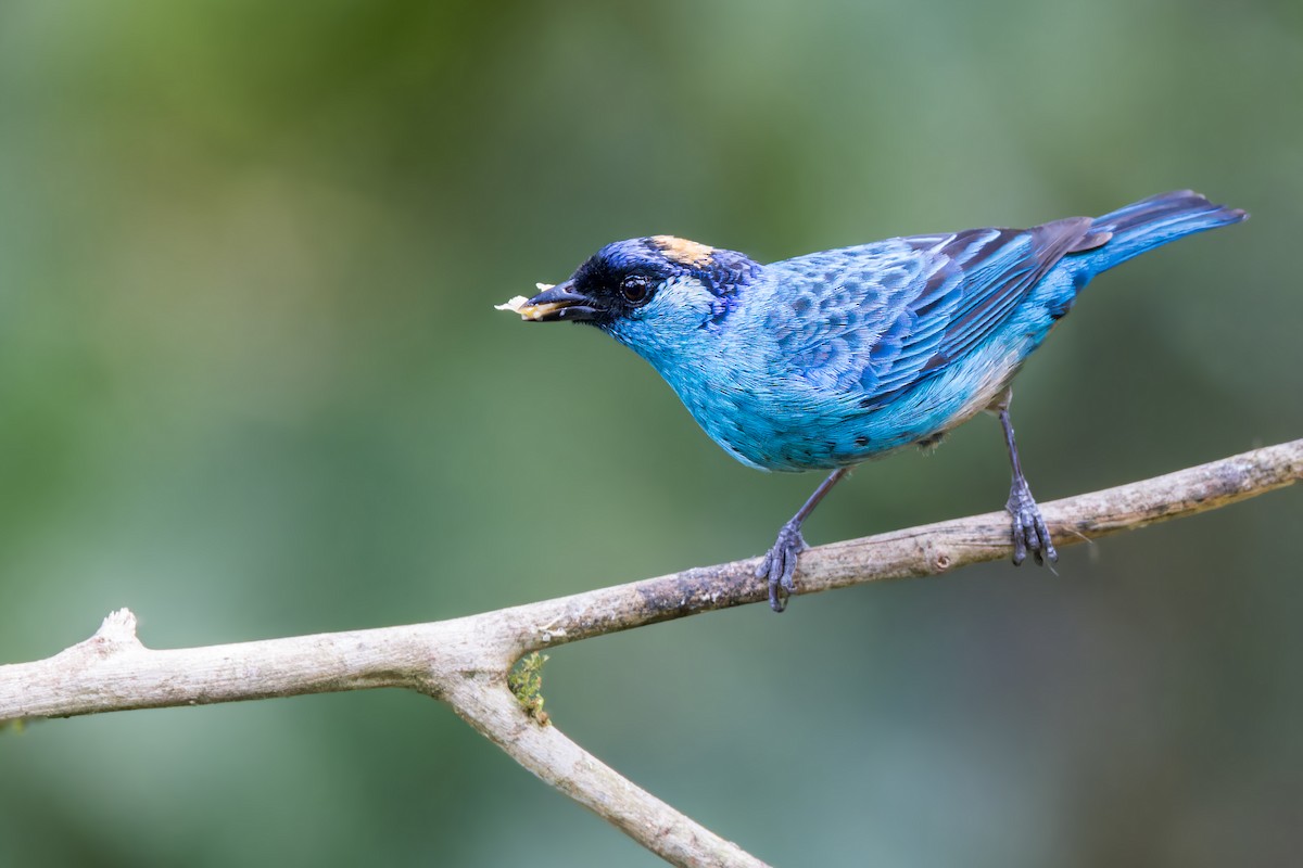 Golden-naped Tanager - ML623232816