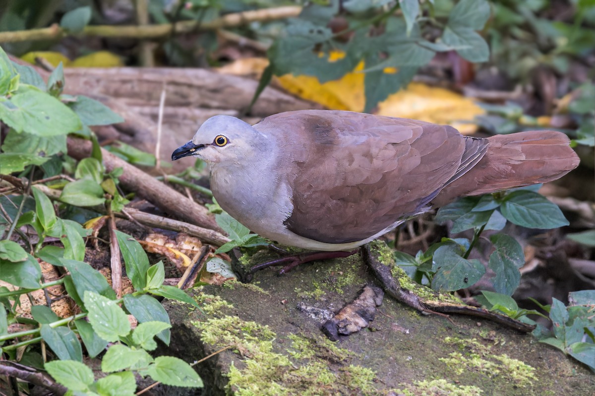 Pallid Dove - ML623232818