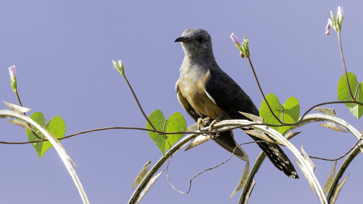 Brush Cuckoo (Manus) - ML623232838