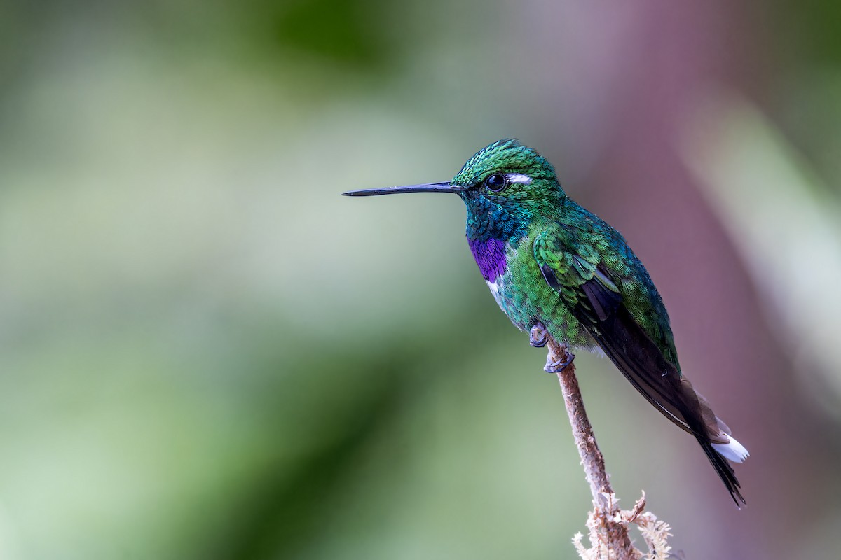 Purple-bibbed Whitetip - ML623232848