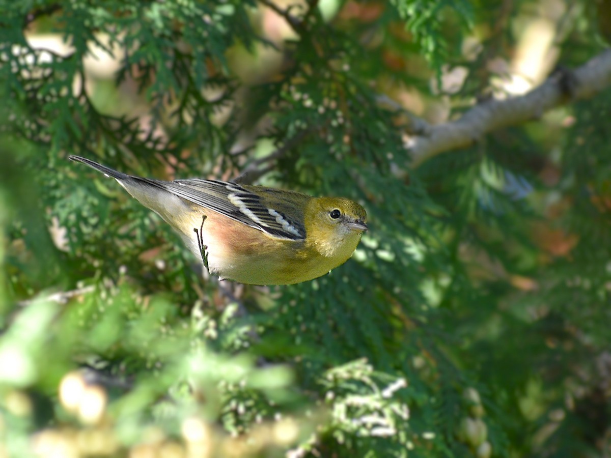 Bay-breasted Warbler - ML623232849