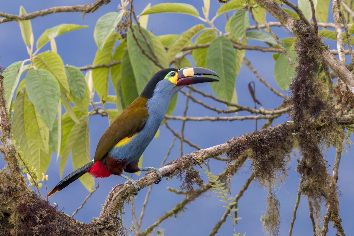 Toucan montagnard - ML623232861