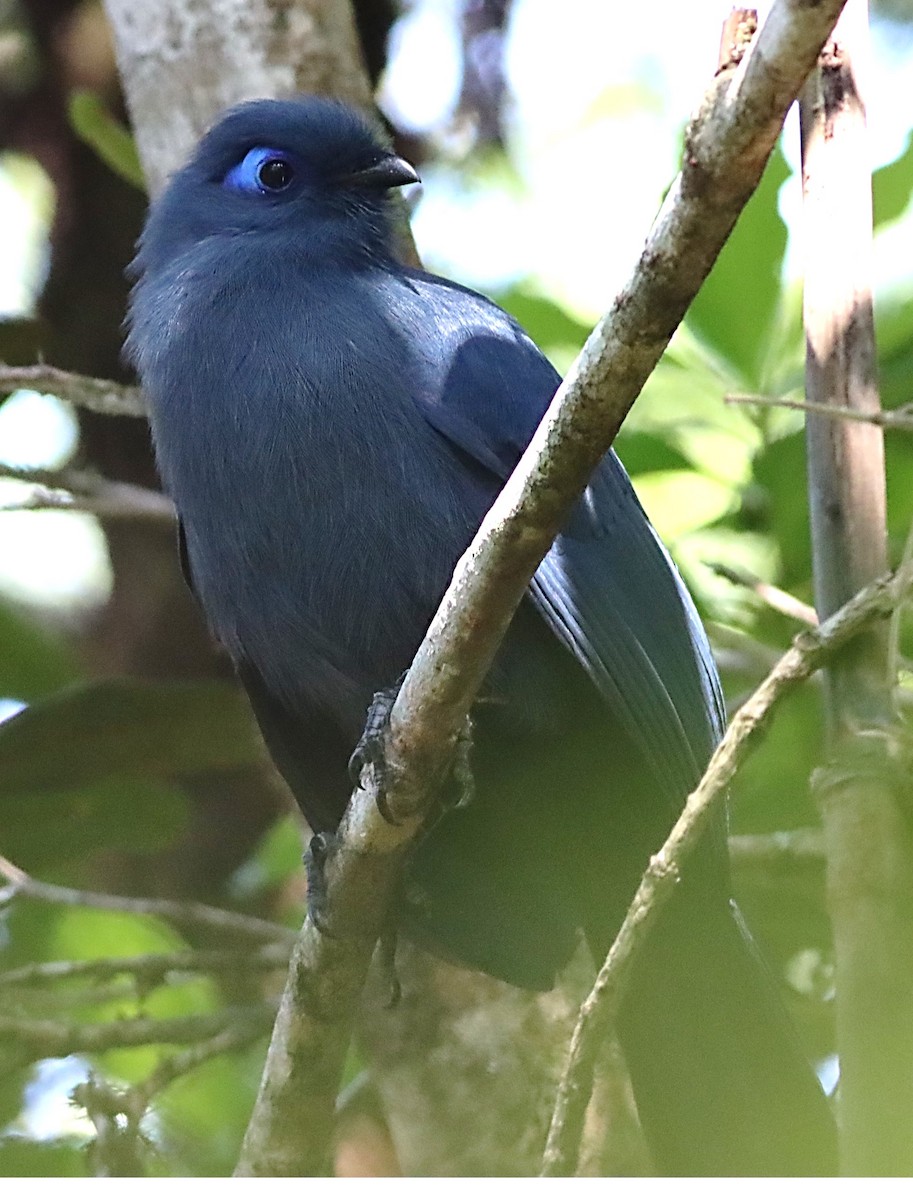 Blue Coua - Michael Mosebo Jensen