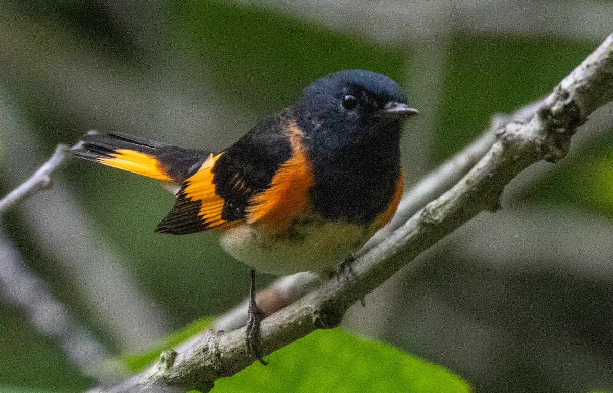 American Redstart - ML623232876