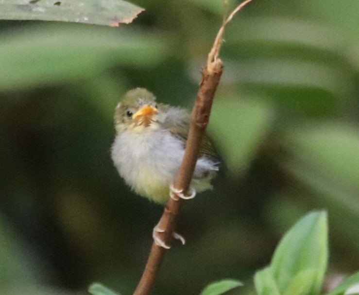 Hume's White-eye - ML623232880