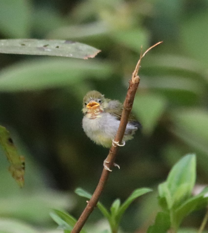 Hume's White-eye - ML623232881