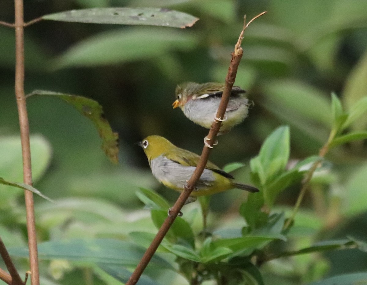 Hume's White-eye - ML623232882