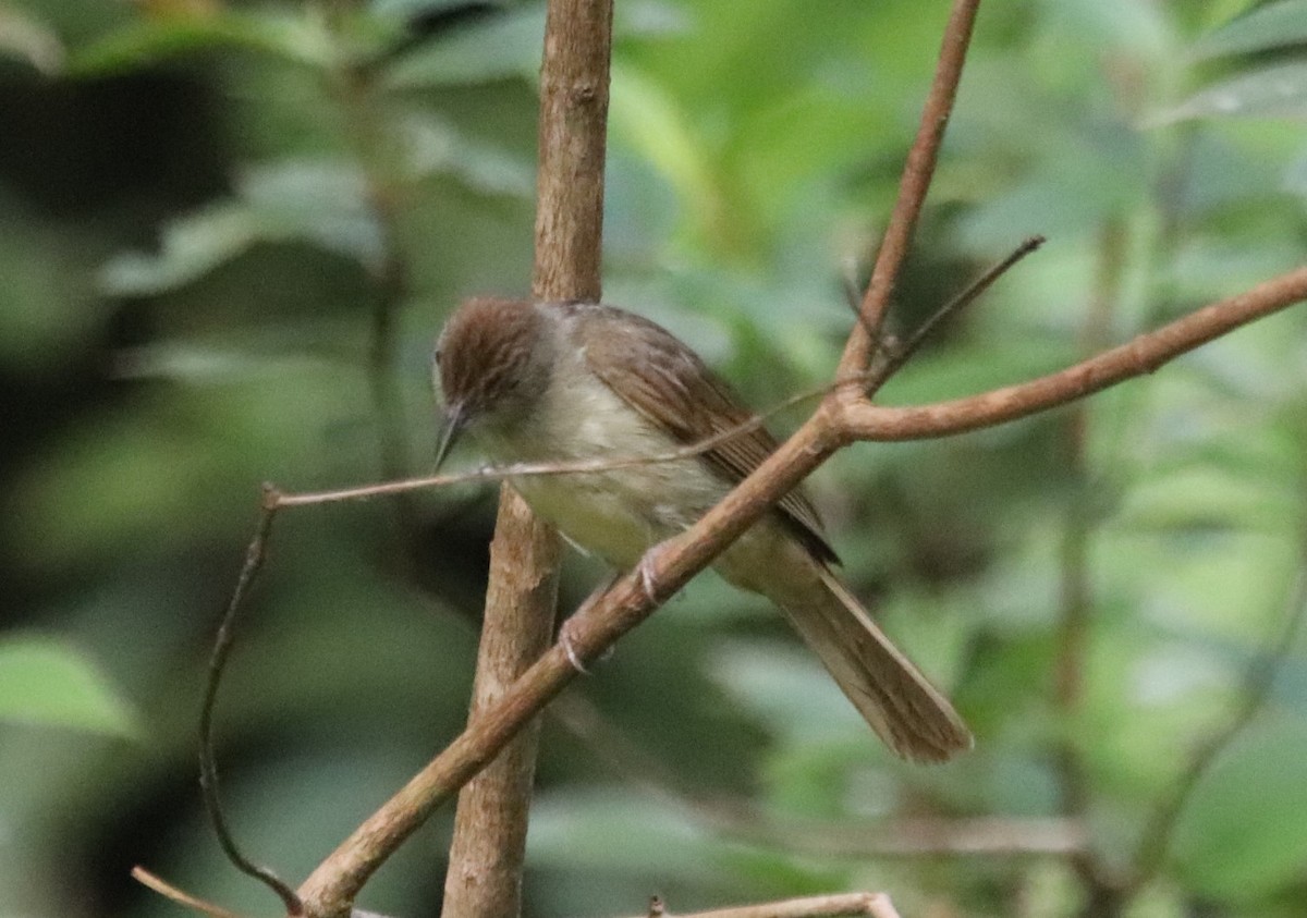 Buff-vented Bulbul - ML623232892