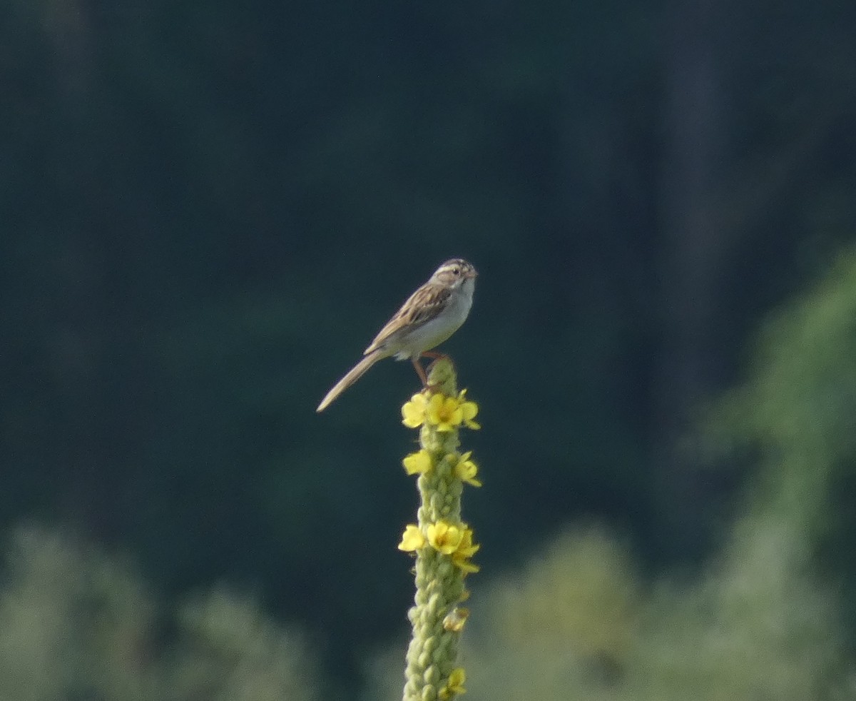 Clay-colored Sparrow - ML623232893