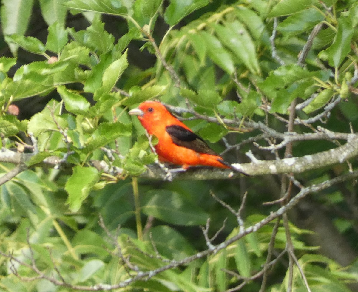 Scarlet Tanager - ML623232903