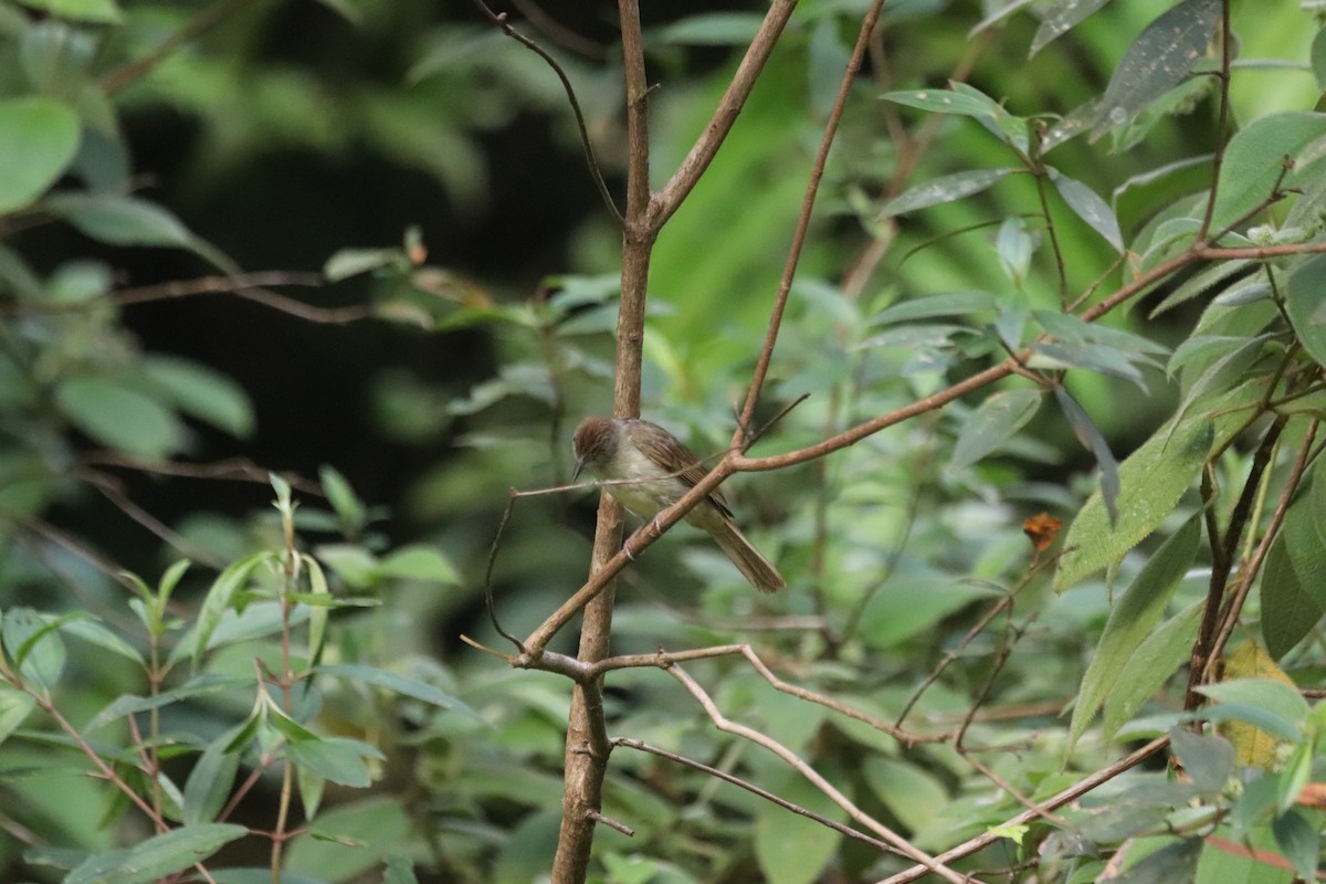 Buff-vented Bulbul - ML623232918