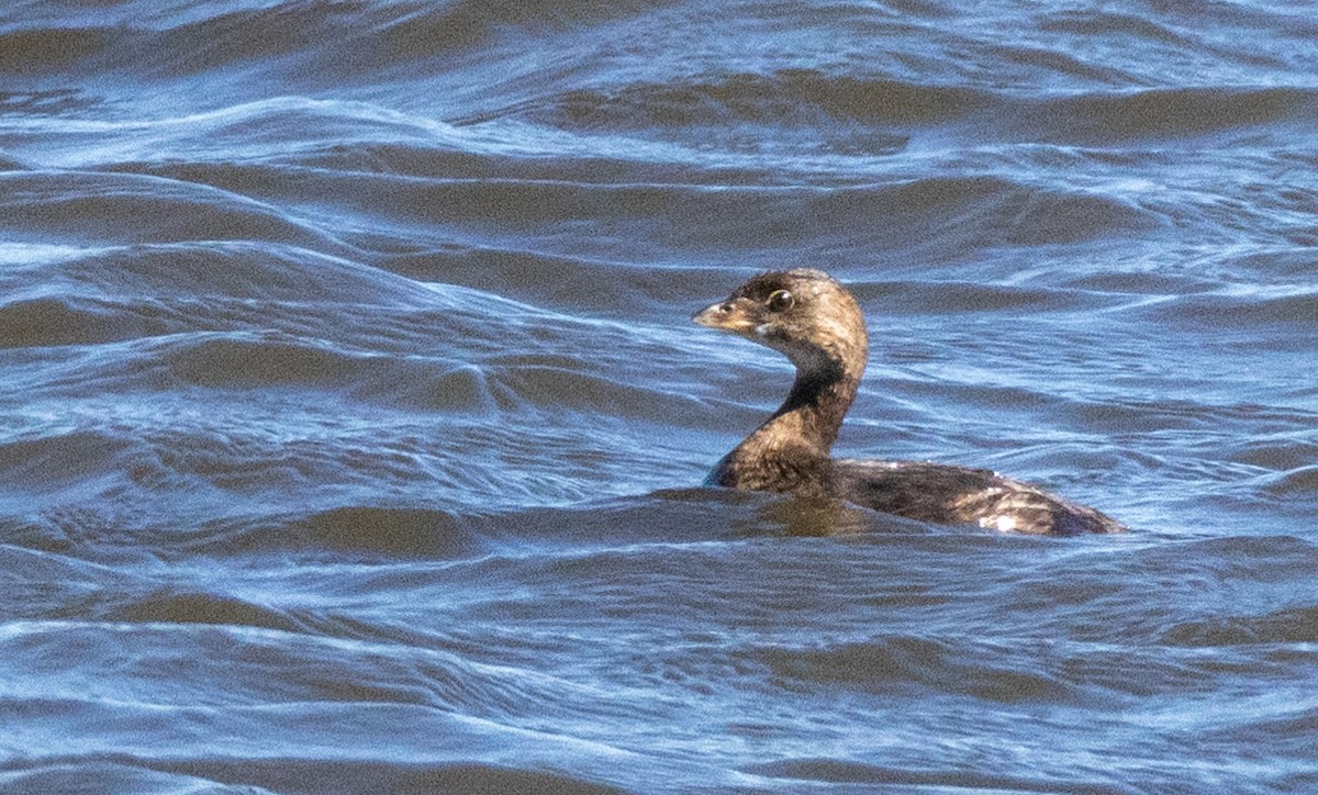 Pied-billed Grebe - ML623232939