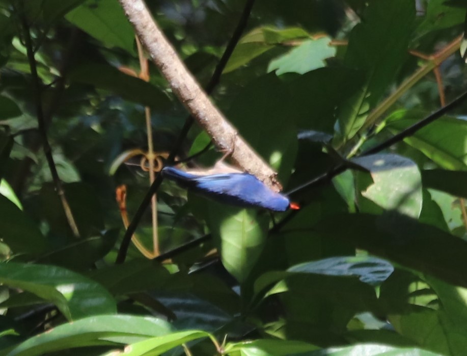 Velvet-fronted Nuthatch - ML623232959