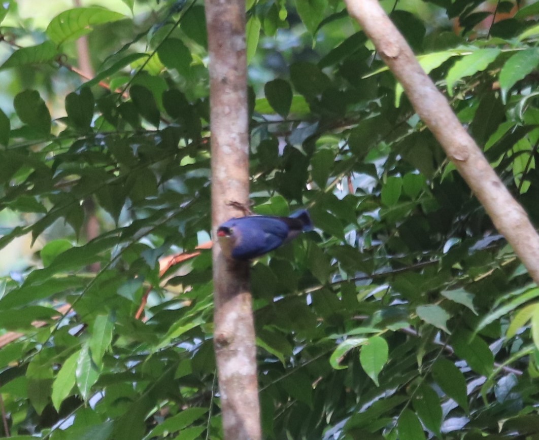 Velvet-fronted Nuthatch - ML623232960