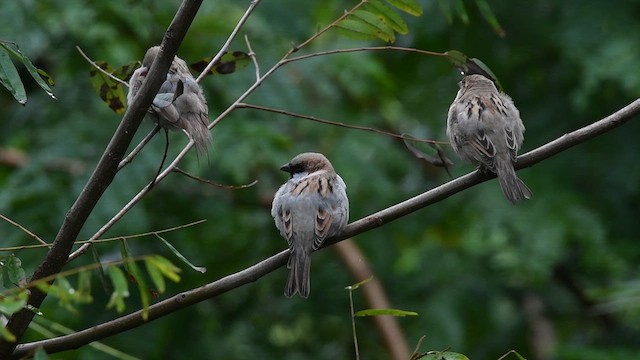 House Sparrow - ML623232961