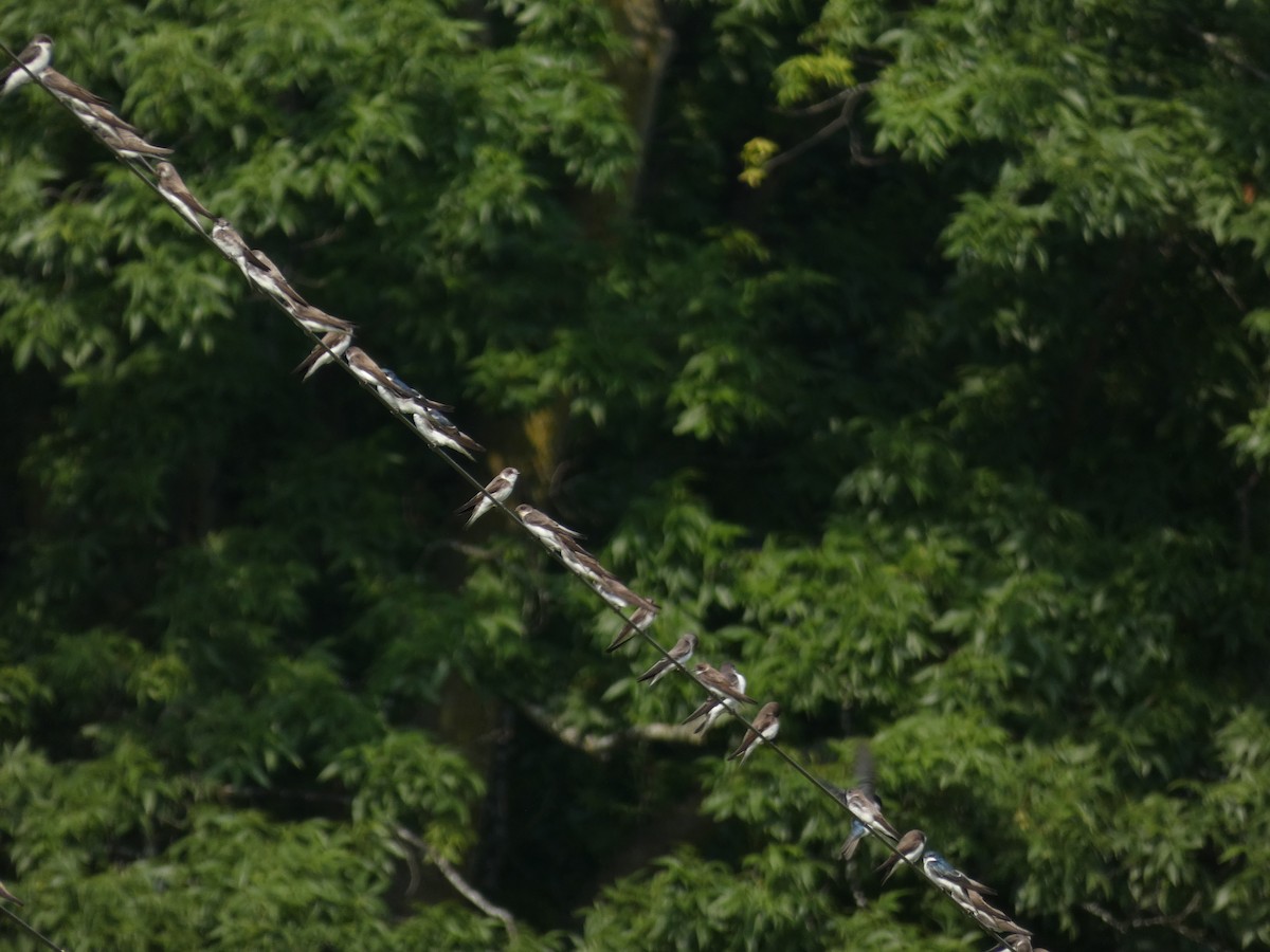 Tree Swallow - ML623232974