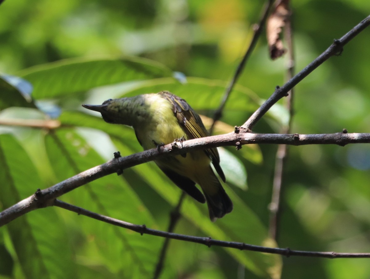 Thick-billed Spiderhunter - ML623232997