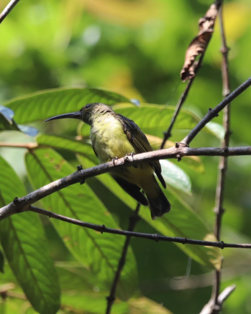 Thick-billed Spiderhunter - ML623232998