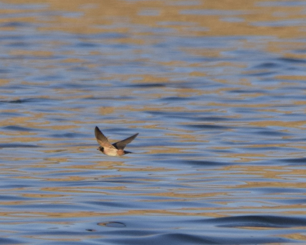 South African Swallow - ML623233017