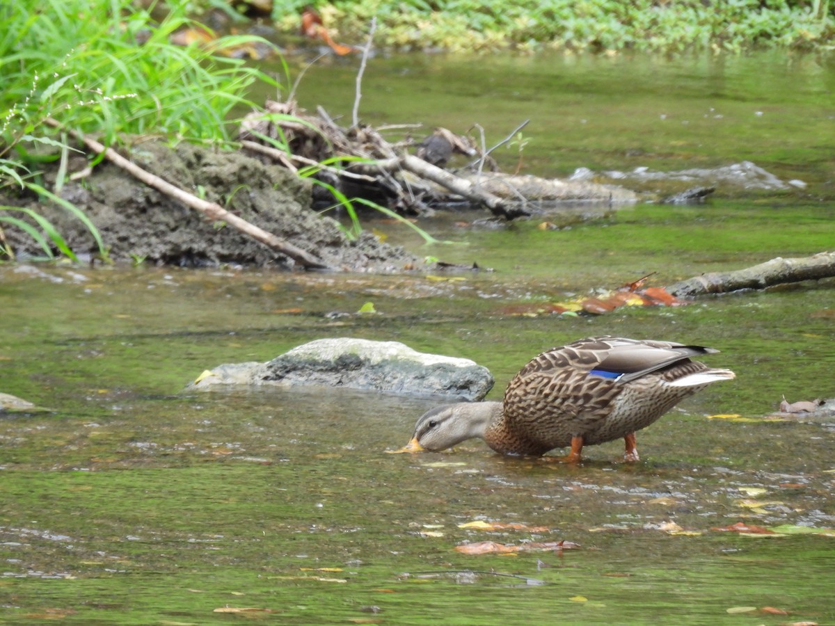 Mallard - ML623233021