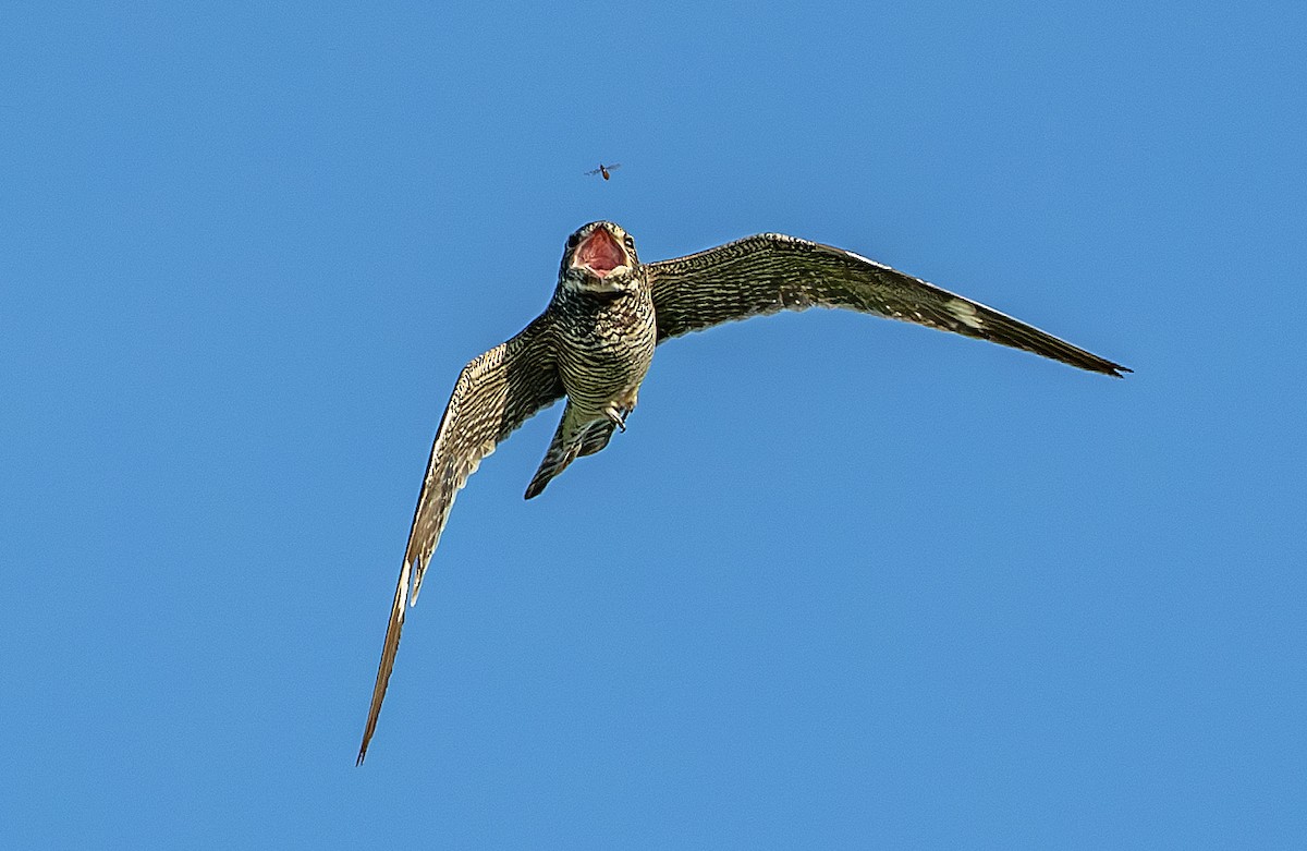 Common Nighthawk - PK Spaulding