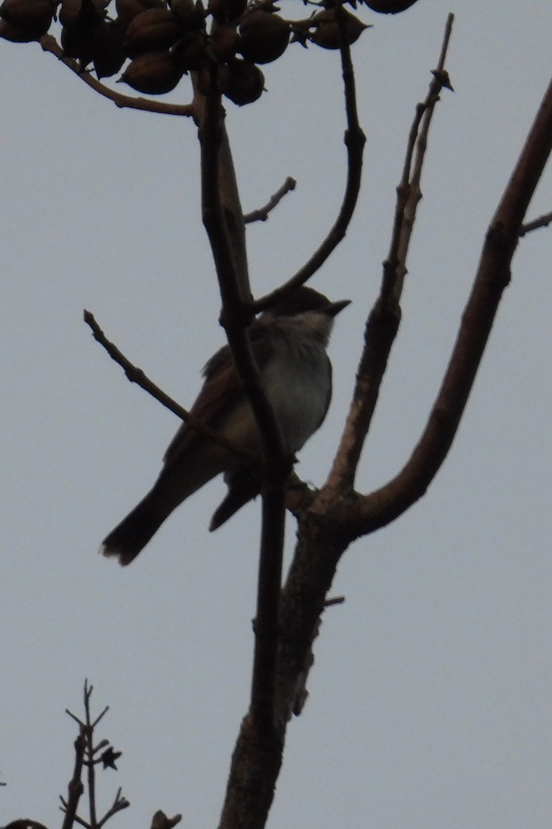 Eastern Kingbird - ML623233035