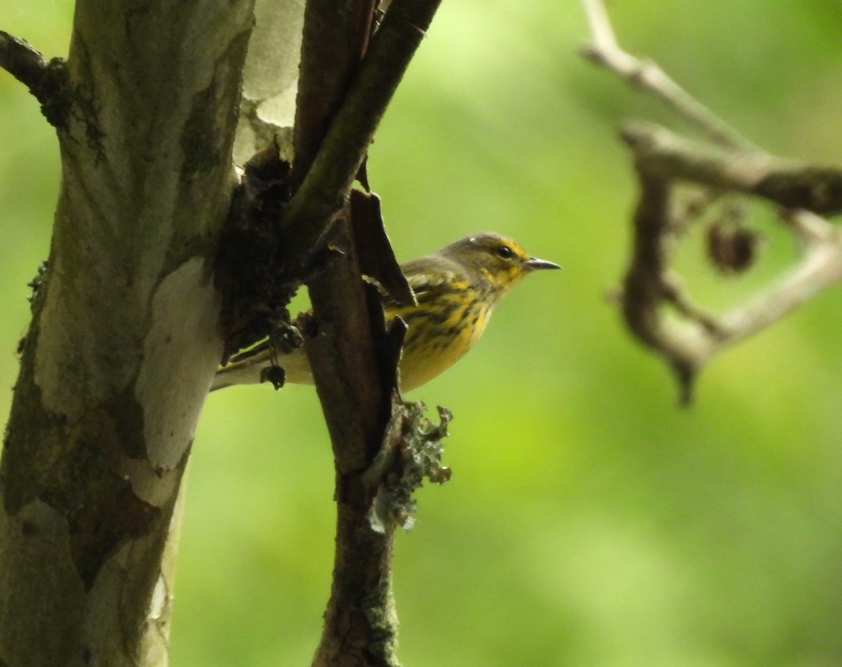 Cape May Warbler - Andrea Martin