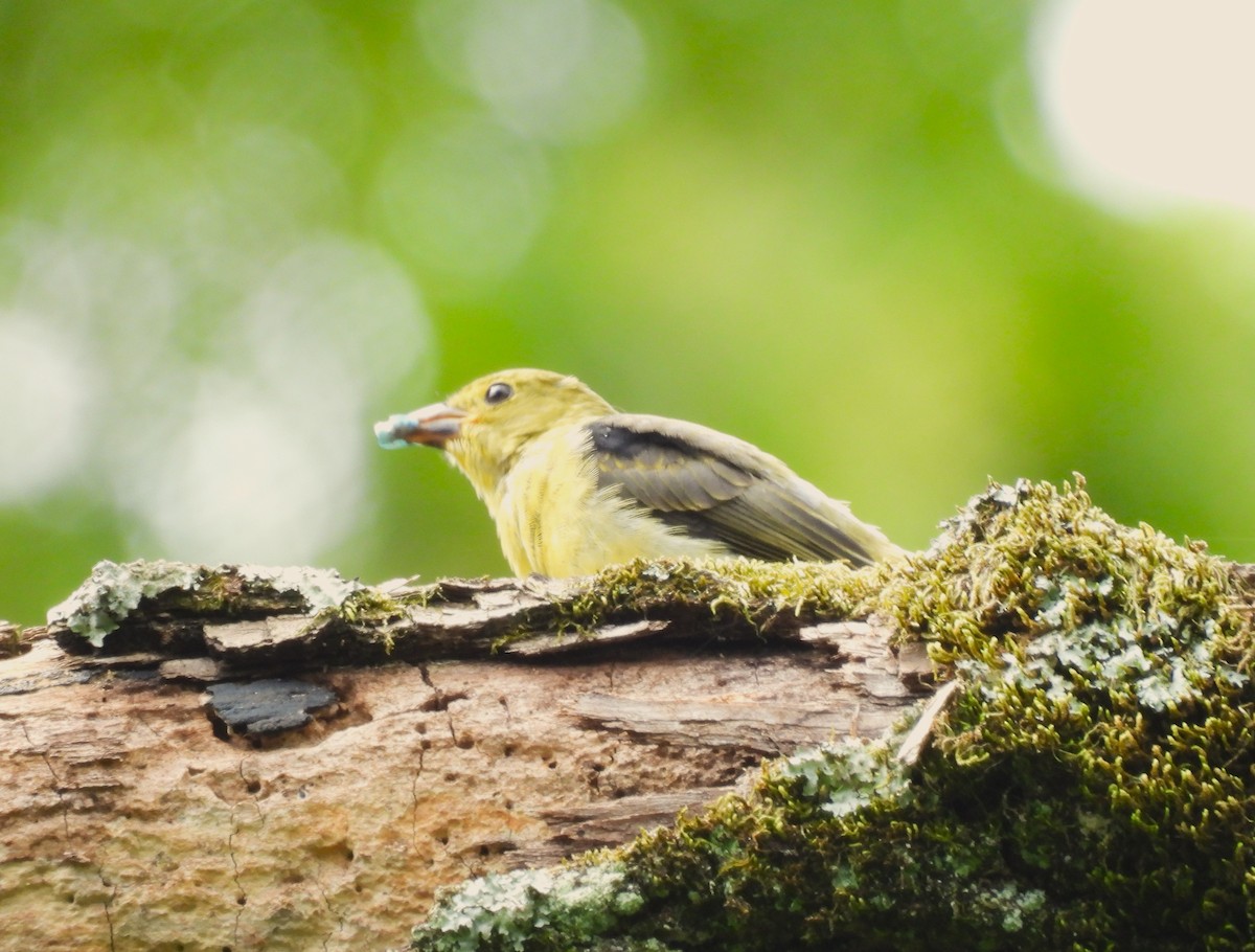 Scarlet Tanager - Andrea Martin