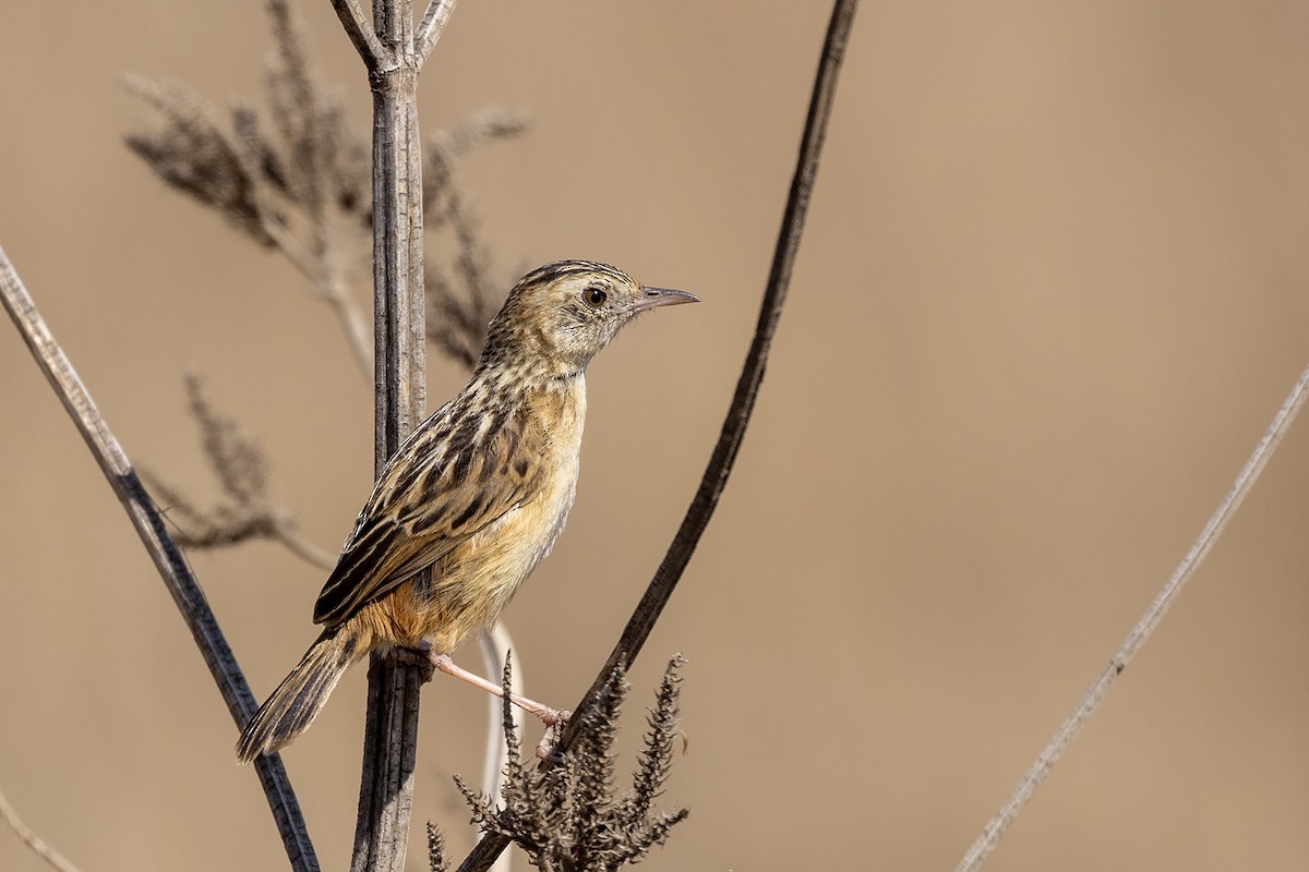 Zitting Cisticola (African) - ML623233096